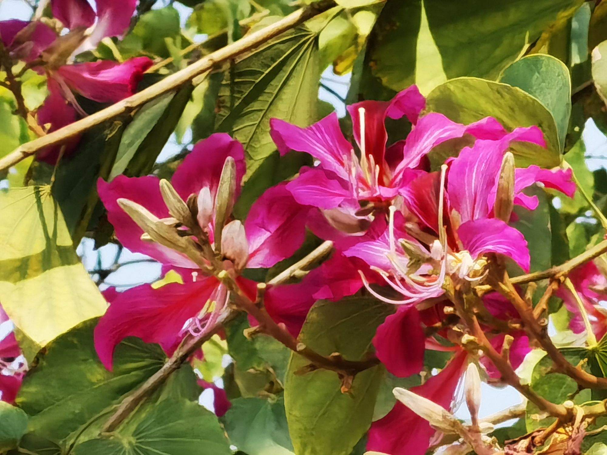 紫荆花:(紫荆花是凶树还是吉树)